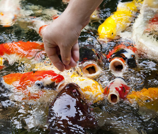 The importance of feeding koi a balanced diet